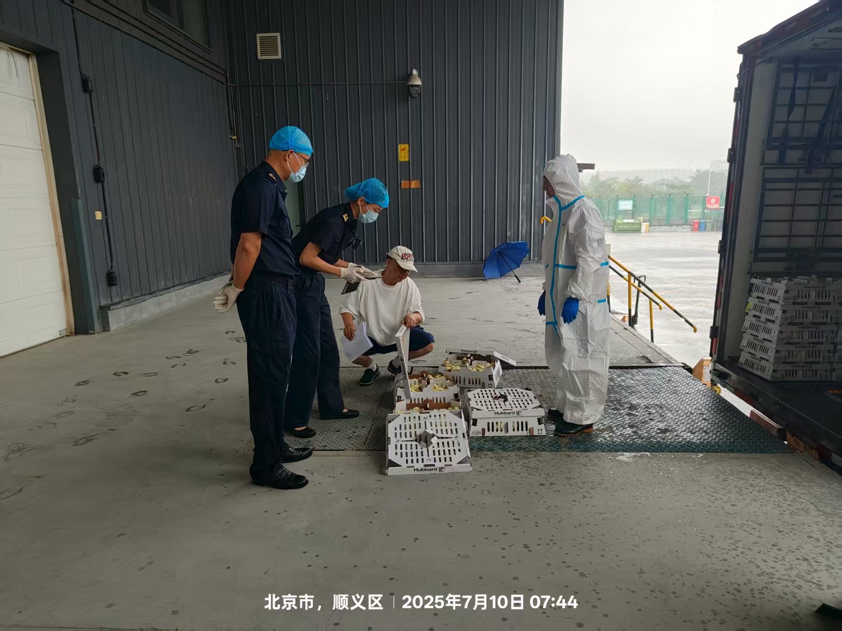 【喜讯】盛夏添新羽！盛夏添新羽！南宫NG28股份第六批法国利丰祖代种鸡顺利入境