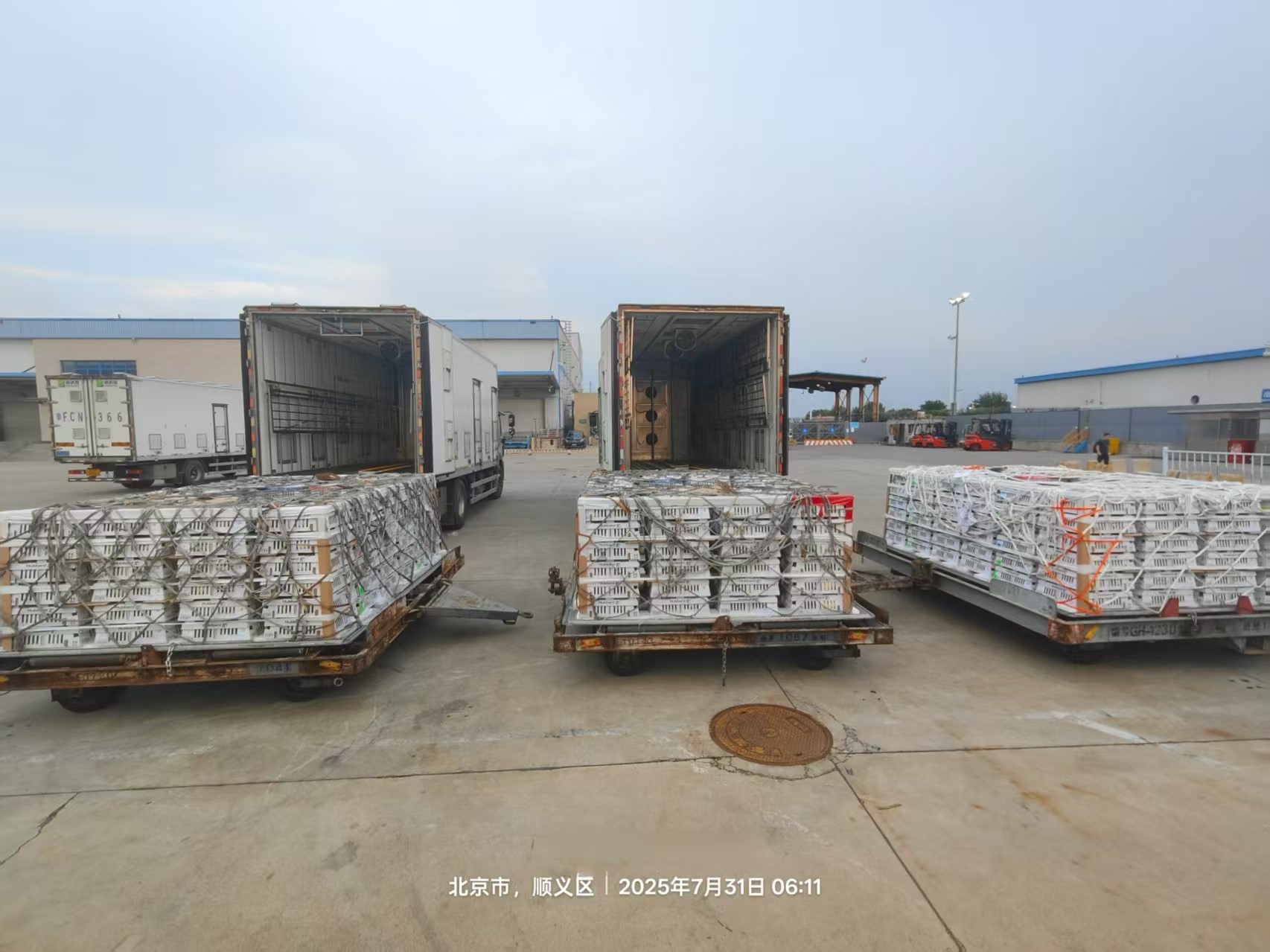 【新闻】南宫NG28股份7月第三批1.3万套祖代种鸡顺利入场，年度引种突破13.2万套