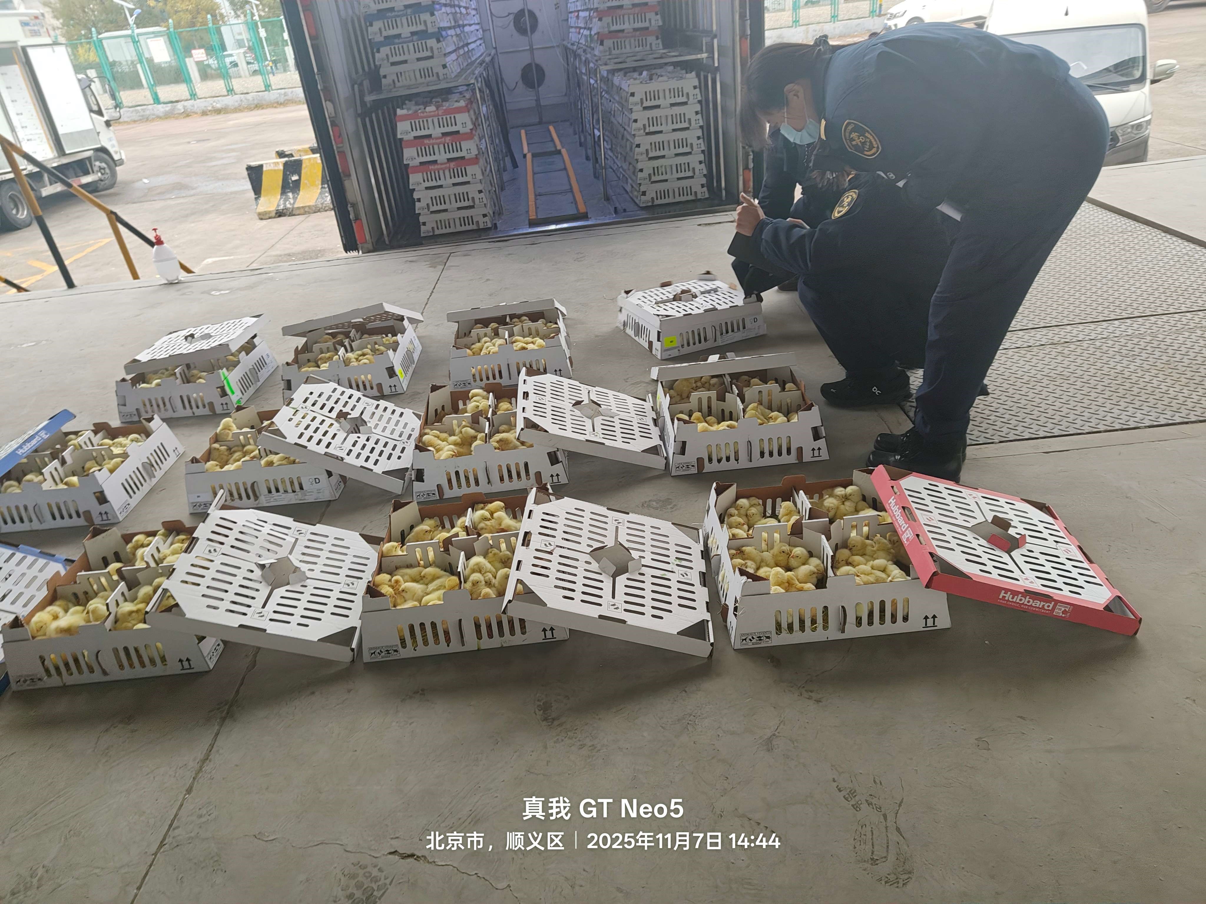 【引种】南宫NG28股份年内第十四批祖代种鸡顺利入境 累计引种占全国近半